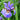 Iris Sibirica Blue