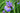 Iris Sibirica Blue