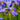 Iris Sibirica Blue