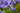 Iris Sibirica Blue