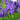 Iris Sibirica 'Caesar'S Brother'