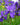 Iris Sibirica 'Caesar'S Brother'