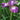 Iris Sibirica 'Contrast In Styles'