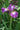 Iris Sibirica 'Contrast In Styles'