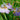 Iris Sibirica 'Dance Ballerina Dance'