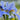 Iris Sibirica 'Dear Delight'