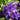 Iris Sibirica 'Double Standard'