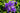 Iris Sibirica 'Double Standard'