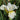 Iris Sibirica 'Harpswell Happiness'