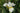 Iris Sibirica 'Harpswell Happiness'