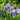 Iris Sibirica 'Imperial Opal'