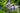 Iris Sibirica 'Imperial Opal'