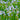Iris sibirica 'Perry's Blue'  - BP118 Packs