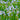 Iris sibirica (Perrys Blue) - Marginal Pond Plants - BP118