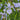 Iris sibirica (Perrys Blue) - Marginal Pond Plants - BP118