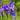 Iris Sibirica 'Ruffled Velvet'