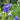 Iris Sibirica 'Shaker'S Prayer'
