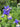 Iris Sibirica 'Shaker'S Prayer'