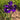 Iris Sibirica 'Shirley Pope'