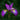 Iris Sibirica 'Sparkling Rose'