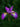 Iris Sibirica 'Sparkling Rose'