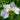 Iris Sibirica 'White Swirl'