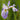 Iris Versicolor 'Gerald Darby'