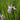 Iris Versicolor 'Gerald Darby'