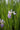 Iris Versicolor 'Gerald Darby'
