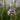 Iris Versicolor 'Gerald Darby'