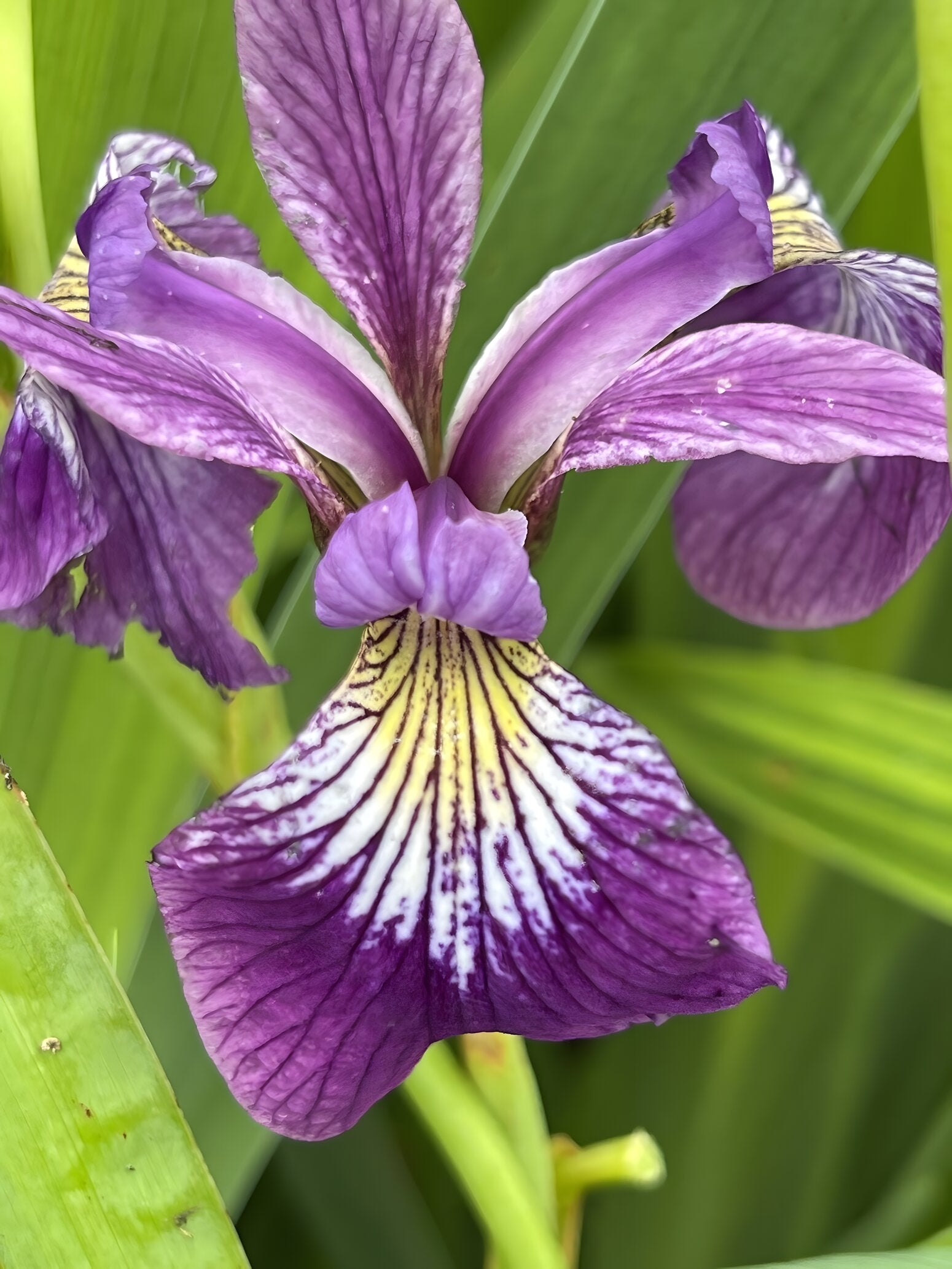 Iris versicolor 'Kermesina' - Marginal Pond Plants - MP063 – Lincspplants