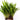 Java Fern Half Mat  - Tropical Water Live Aquarium Plants