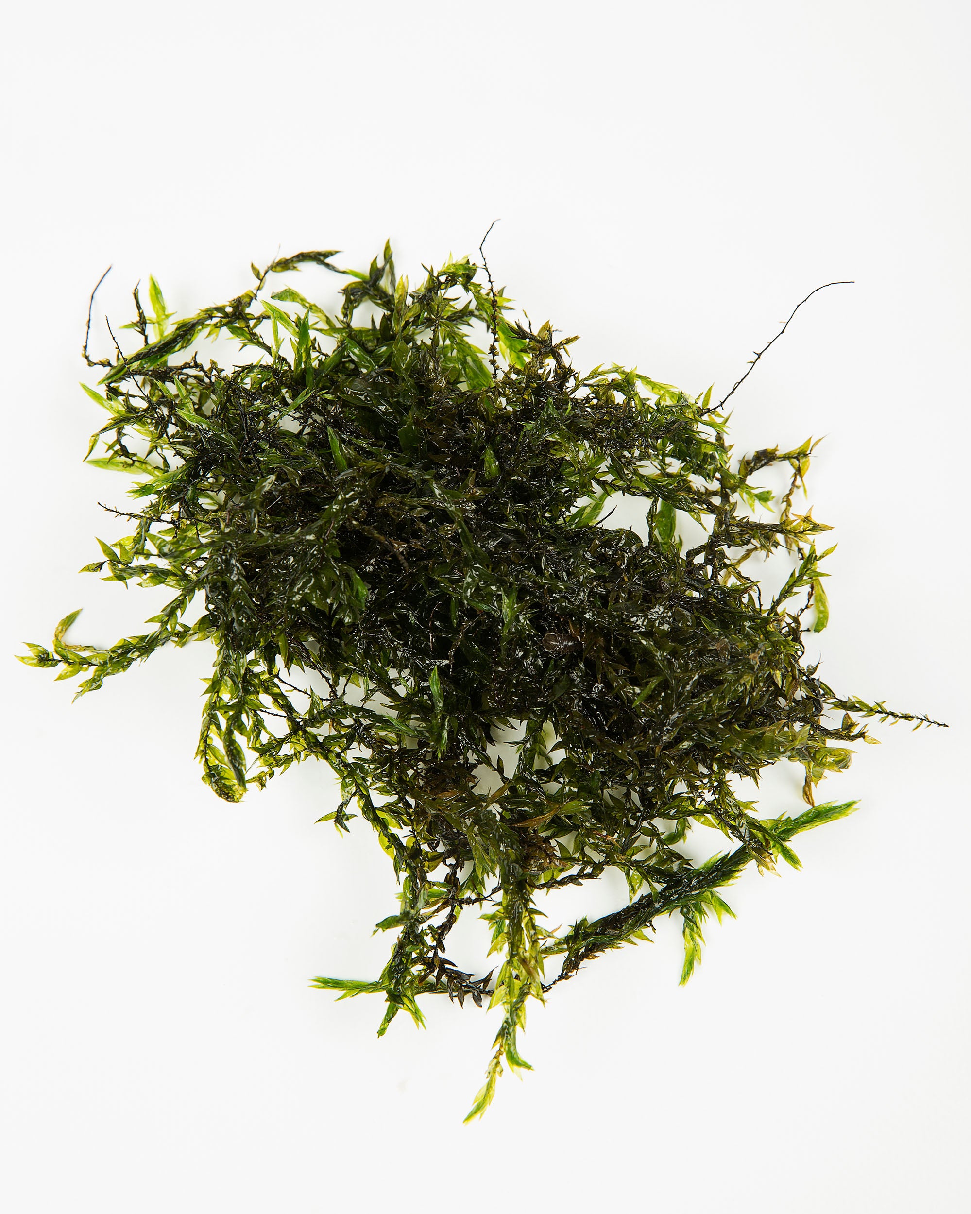 Live Java Moss Java moss 50g - Tropical Water Live Aquarium Plants – Lincspplants