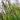 Juncus inflexus (Hard rush) - Marginal Pond Plants - MP067
