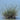 Juncus Maritimus (Sea rush)