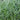 Juncus effusus var. spiralis (Corkscrew rush) - Marginal Pond Plants - MP065
