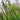 Juncus Inflexus - Packs