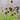 Juncus Ensifolius - Packs