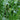 Juncus Effusus - Packs