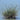 Juncus maritimus (Sea rush) - Marginal Pond Plants - MP067A