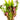 Live Aquarium Aquatic x 50 - Tropical Water Live Aquarium Plants