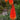 Kniphofia 'Alcazar'