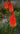 Kniphofia 'Alcazar'