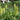Kniphofia 'Green Jade'
