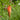 Kniphofia 'Royal Standard'