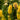 Kniphofia 'Sunningdale Yellow'