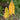 Kniphofia 'Wrexham Buttercup'