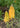 Kniphofia 'Wrexham Buttercup'