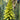 Kniphofia Citrina