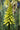 Kniphofia Citrina